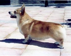 CH. Salvenik Super ted