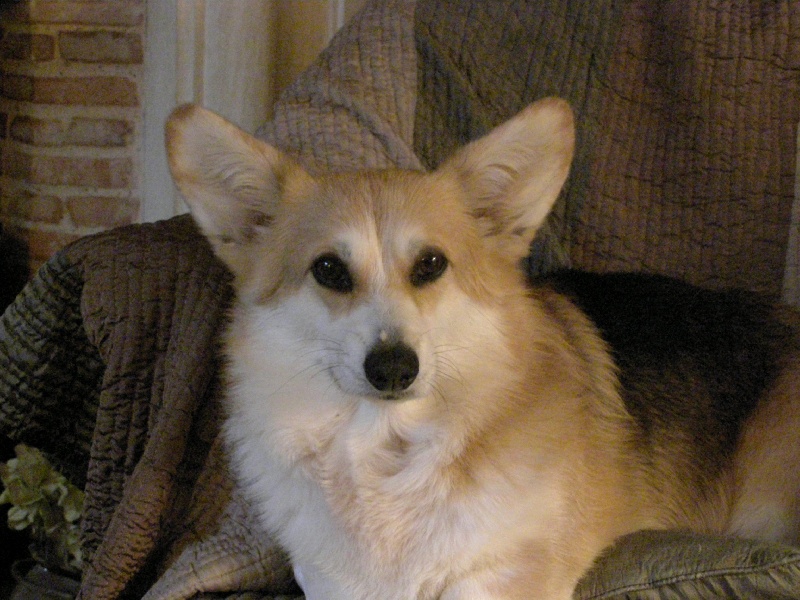 CH. Scrappy cookie des Contamines