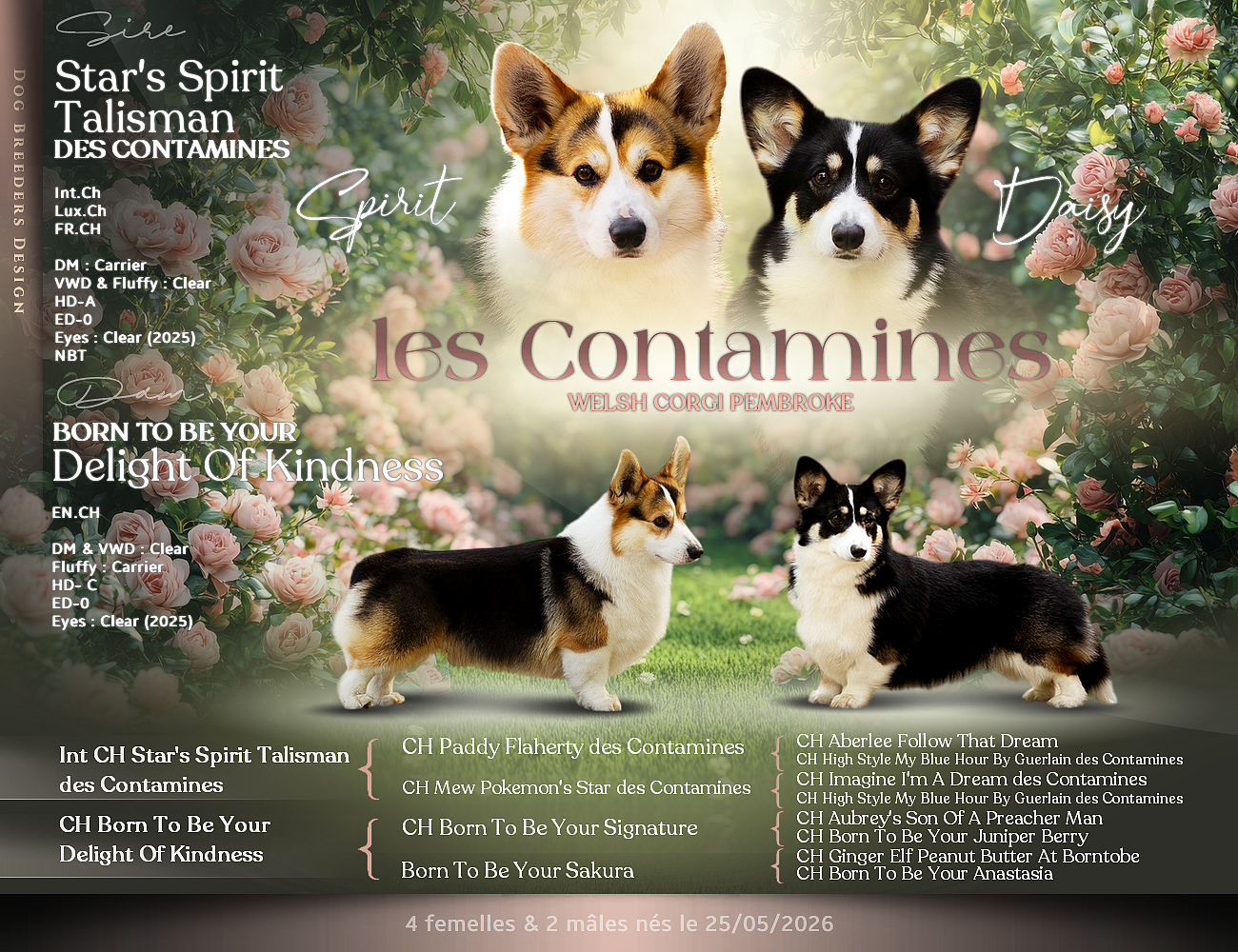 des Contamines - Welsh Corgi Pembroke - Portée née le 25/05/2026